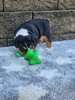 Lola, a female English Bulldog for sale in Shipshewana, IN – 8 of 8
