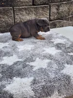 Koda, a male French Bulldog for sale in Shipshewana, IN – 3 of 9