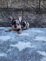 Ace, a male French Bulldog for sale in Shipshewana, IN – 3 of 10