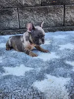 Daisy , a female French Bulldog for sale in Shipshewana, IN – 7 of 10