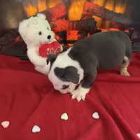 Niko, a male English Bulldog for sale in Flowery Branch, GA – Photo 4 of 5