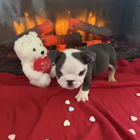 Niko, a male English Bulldog for sale in Flowery Branch, GA – Photo 3 of 5