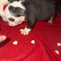 Niko, a male English Bulldog for sale in Flowery Branch, GA – Photo 2 of 5