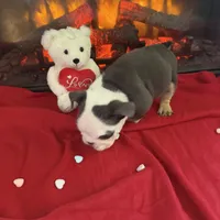 Niko, a male English Bulldog for sale in Flowery Branch, GA – Photo 5 of 5