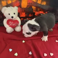 Niko, a male English Bulldog for sale in Flowery Branch, GA – Photo 1 of 5