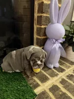 Prada, a female English Bulldog for sale in Flowery Branch, GA – Photo 7 of 10