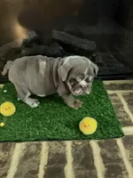 Prada, a female English Bulldog for sale in Flowery Branch, GA – Photo 3 of 10