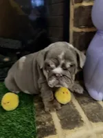 Prada, a female English Bulldog for sale in Flowery Branch, GA – Photo 2 of 10