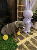 Prada, a female English Bulldog for sale in Flowery Branch, GA – Photo 8 of 10