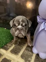 Prada, a female English Bulldog for sale in Flowery Branch, GA – Photo 4 of 10