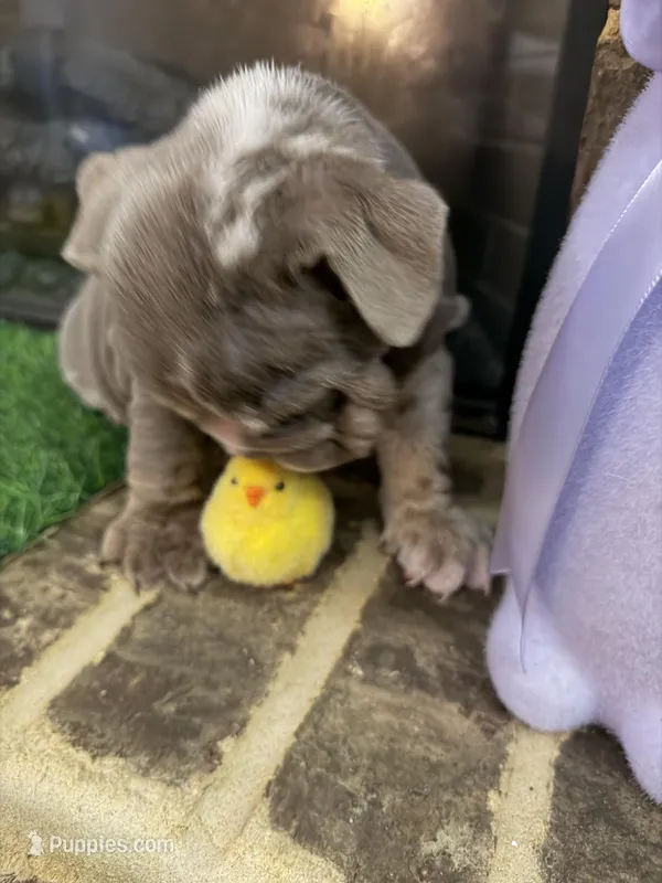 Prada – English Bulldog puppy for sale in Flowery Branch, GA