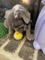 Prada, a female English Bulldog for sale in Flowery Branch, GA – Photo 1 of 10