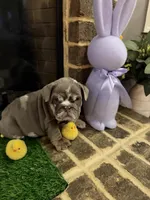 Prada, a female English Bulldog for sale in Flowery Branch, GA – Photo 5 of 10