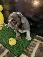 Prada, a female English Bulldog for sale in Flowery Branch, GA – Photo 6 of 10