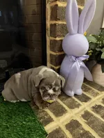 Prada, a female English Bulldog for sale in Flowery Branch, GA – Photo 9 of 10