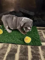 Prada, a female English Bulldog for sale in Flowery Branch, GA – Photo 10 of 10