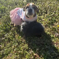 Daisy Mae, a female English Bulldog for sale in Flowery Branch, GA – Photo 9 of 10