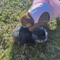 Daisy Mae, a female English Bulldog for sale in Flowery Branch, GA – Photo 4 of 10