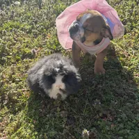 Daisy Mae, a female English Bulldog for sale in Flowery Branch, GA – Photo 5 of 10