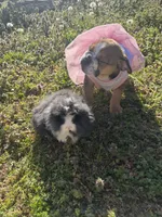 Daisy Mae, a female English Bulldog for sale in Flowery Branch, GA – Photo 5 of 10