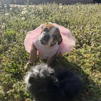 Daisy Mae, a female English Bulldog for sale in Flowery Branch, GA – Photo 2 of 10