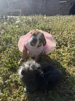 Daisy Mae, a female English Bulldog for sale in Flowery Branch, GA – Photo 2 of 10