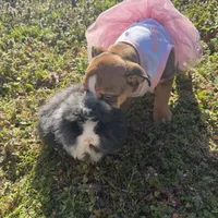 Daisy Mae, a female English Bulldog for sale in Flowery Branch, GA – Photo 3 of 10