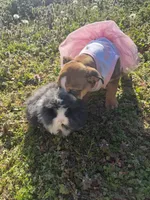 Daisy Mae, a female English Bulldog for sale in Flowery Branch, GA – Photo 3 of 10