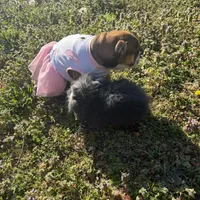 Daisy Mae, a female English Bulldog for sale in Flowery Branch, GA – Photo 10 of 10