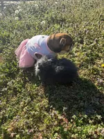 Daisy Mae, a female English Bulldog for sale in Flowery Branch, GA – Photo 10 of 10