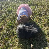 Daisy Mae, a female English Bulldog for sale in Flowery Branch, GA – Photo 6 of 10