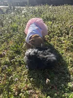 Daisy Mae, a female English Bulldog for sale in Flowery Branch, GA – Photo 6 of 10