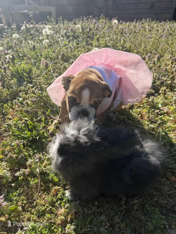 Daisy Mae, a female English Bulldog for sale in Flowery Branch, GA – Photo 1 of 10