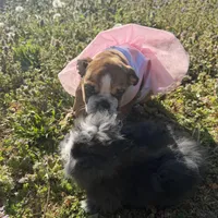 Daisy Mae, a female English Bulldog for sale in Flowery Branch, GA – Photo 1 of 10