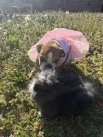 Daisy Mae, a female English Bulldog for sale in Flowery Branch, GA – Photo 1 of 10