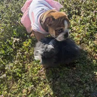 Daisy Mae, a female English Bulldog for sale in Flowery Branch, GA – Photo 8 of 10