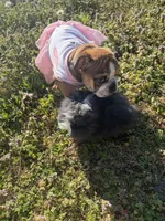 Daisy Mae, a female English Bulldog for sale in Flowery Branch, GA – Photo 8 of 10
