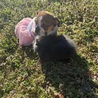 Daisy Mae, a female English Bulldog for sale in Flowery Branch, GA – Photo 7 of 10