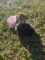 Daisy Mae, a female English Bulldog for sale in Flowery Branch, GA – Photo 7 of 10