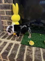 Gucci , a male English Bulldog for sale in Flowery Branch, GA – Photo 4 of 9