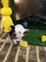 Gucci , a male English Bulldog for sale in Flowery Branch, GA – Photo 5 of 9