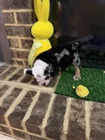 Gucci , a male English Bulldog for sale in Flowery Branch, GA – Photo 2 of 9