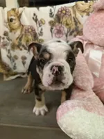 Gucci , a male English Bulldog for sale in Flowery Branch, GA – Photo 8 of 9