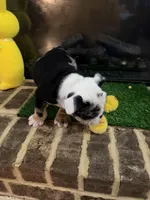 Gucci , a male English Bulldog for sale in Flowery Branch, GA – Photo 3 of 9