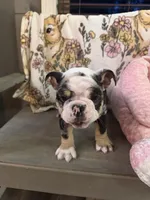 Gucci , a male English Bulldog for sale in Flowery Branch, GA – Photo 9 of 9