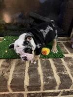 Gucci , a male English Bulldog for sale in Flowery Branch, GA – Photo 6 of 9