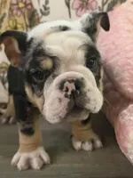 Gucci , a male English Bulldog for sale in Flowery Branch, GA – Photo 7 of 9