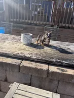 Duke, a male English Bulldog for sale in Flowery Branch, GA – Photo 9 of 10