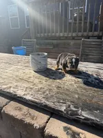 Duke, a male English Bulldog for sale in Flowery Branch, GA – Photo 7 of 10