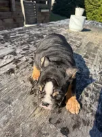 Duke, a male English Bulldog for sale in Flowery Branch, GA – Photo 4 of 10